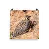 Montezuma Quail - print