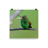 Copper-rumped Hummingbird with beak wide open - print