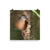 Virginia Rail photo print 2