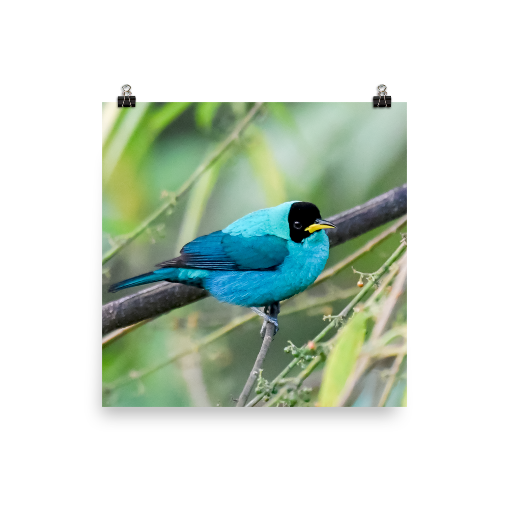 Green Honeycreeper, male 3 - print