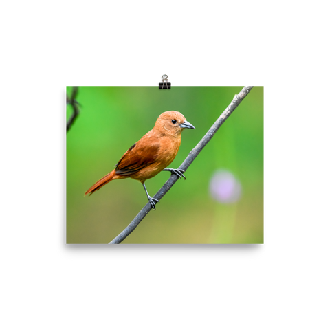 White-lined Tanager female - print