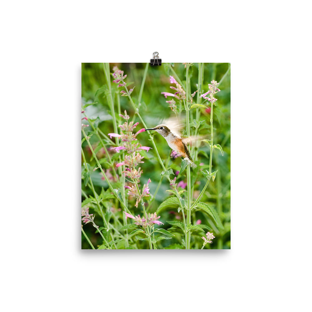Broadtailed Hummingbird in the flowers - print