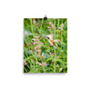 Broadtailed Hummingbird in the flowers - print