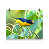 Violaceous Euphonia male - print