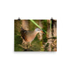 Virginia Rail print 3