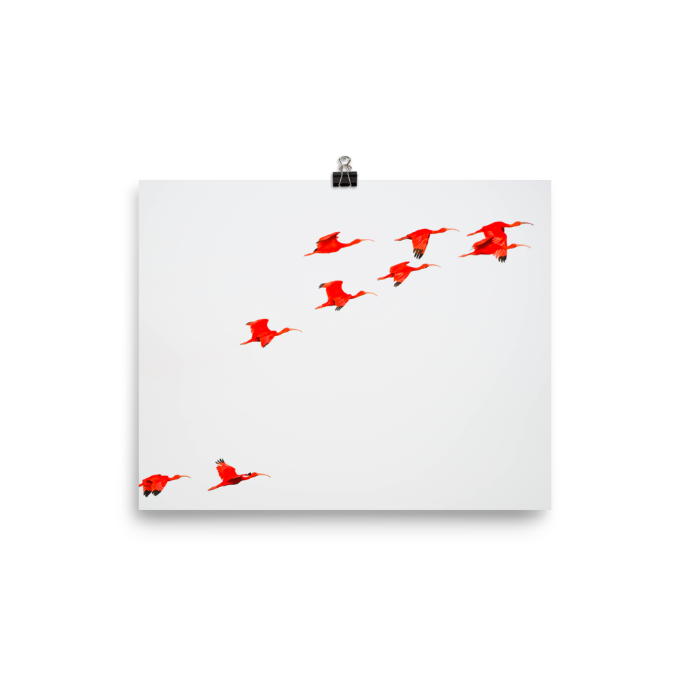 Scarlet Ibis flying in formation-print