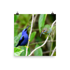 Purple Honeycreeper male and female - print