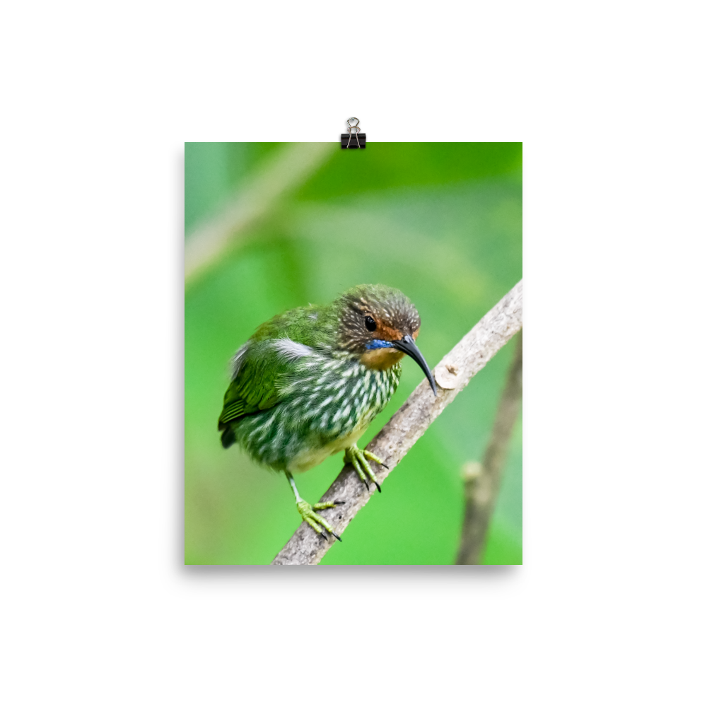Female Purple Honeycreeper - print