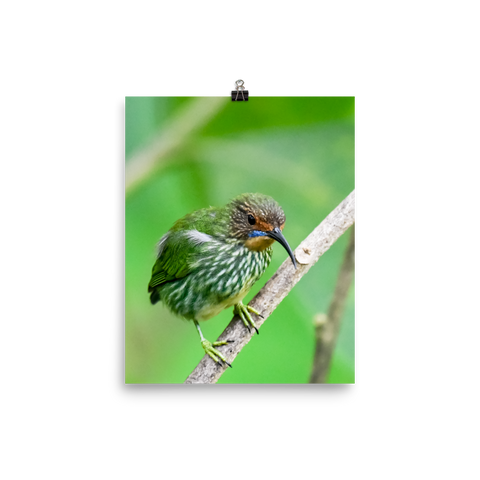 Female Purple Honeycreeper - print