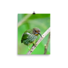 Female Purple Honeycreeper - print