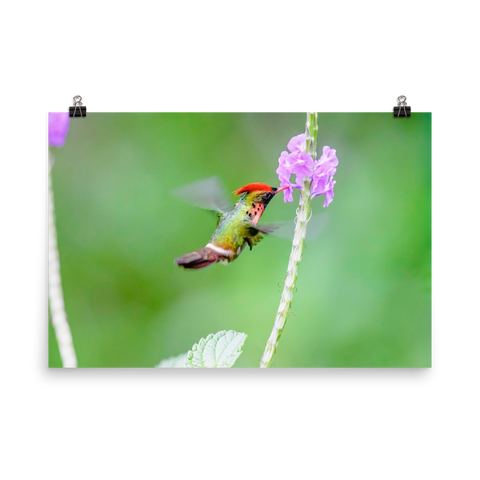 Tufted Coquette male at tiny flower - print