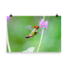 Tufted Coquette male at tiny flower - print