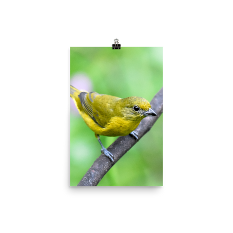 Violaceous Euphonia female - print