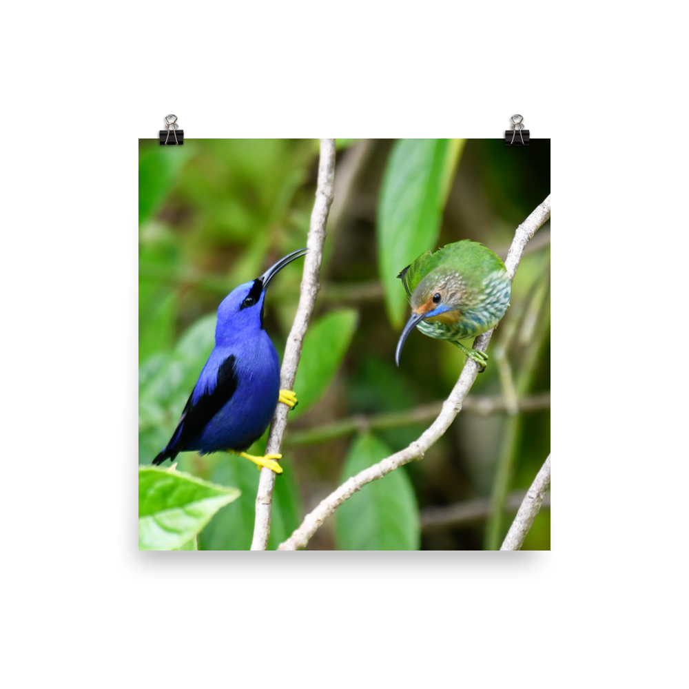 Purple Honeycreeper male and female - print