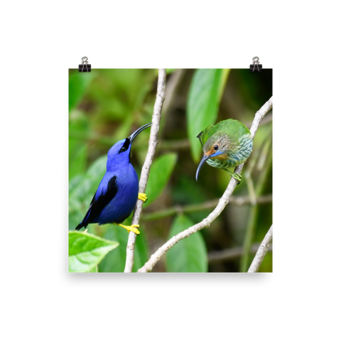 Purple Honeycreeper male and female - print