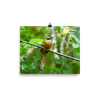 Rufous-tailed Jacamar - print