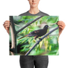 Crested Oropendola - print