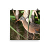 Virginia Rail photo print 1