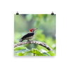 Lineated Woodpecker - print