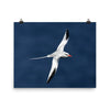 Red-billed Tropicbird26-Print