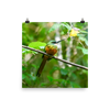 Rufous-tailed Jacamar2 - print