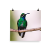 Blue-Chinned Sapphire - print