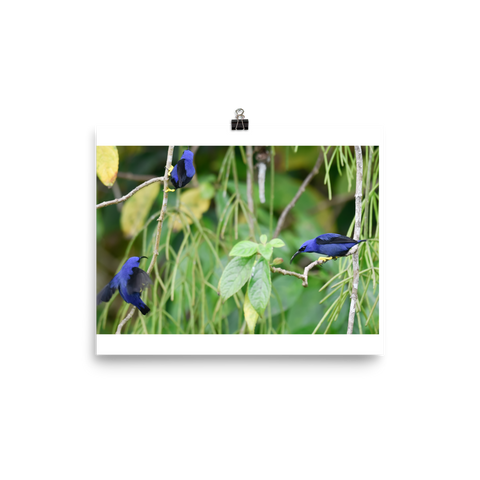 Purple Honeycreepers interacting - print