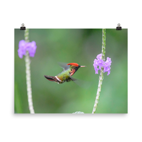 Tufted Coquette Male hovering at flower - print