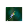 Copper-rumped Hummingbird in the sun - print