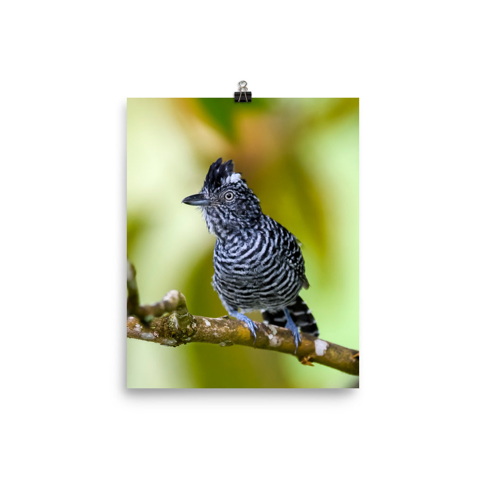 Barred Antshrike - print