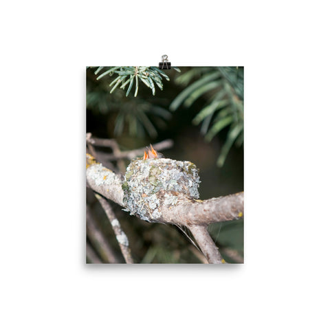 Two tiny baby hummingbird bills emerging from nest