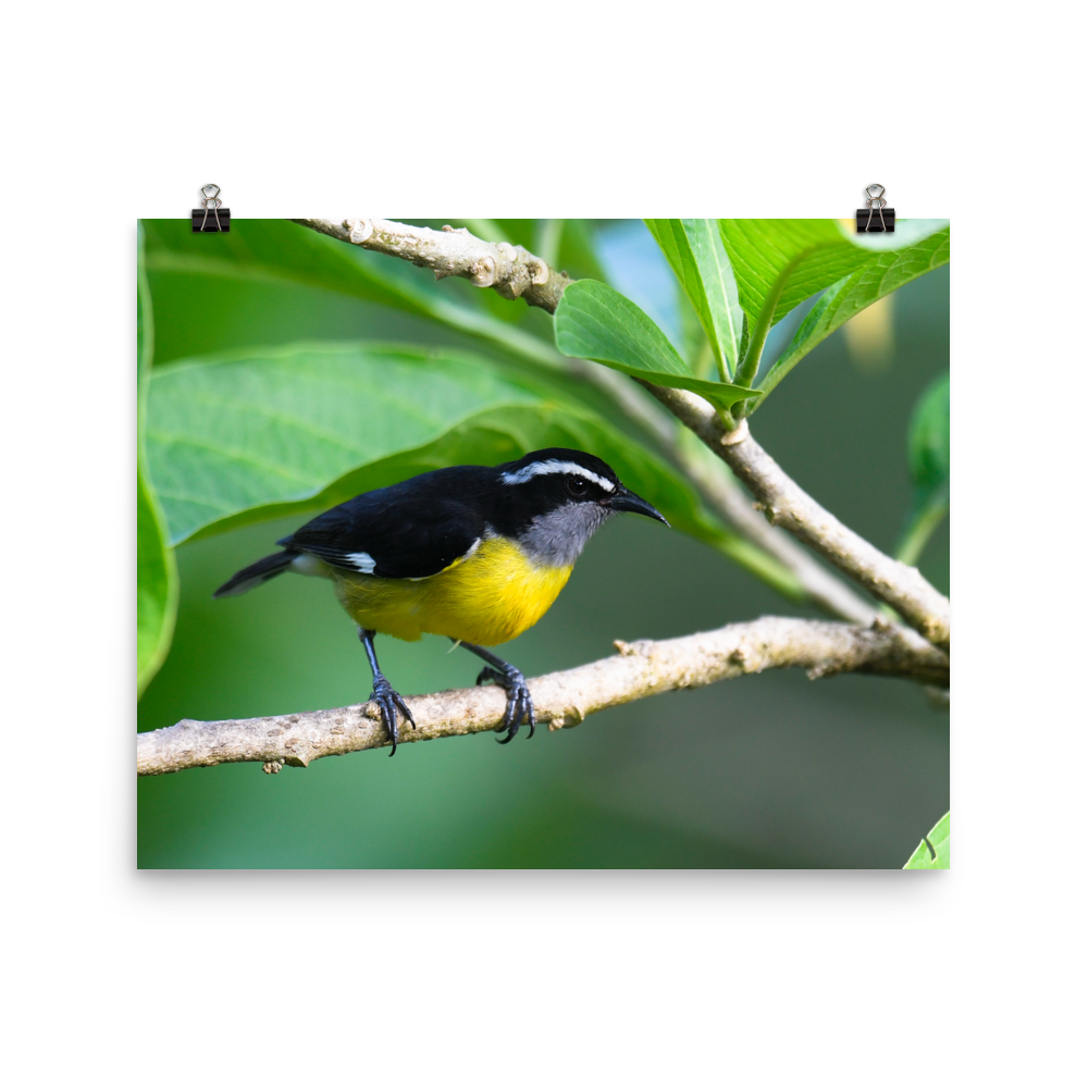 Bananaquit-print