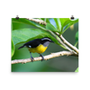 Bananaquit-print