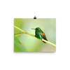 Copper-rumped Hummingbird - print