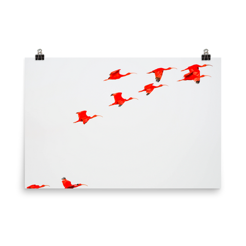 Scarlet Ibis flying in formation-print