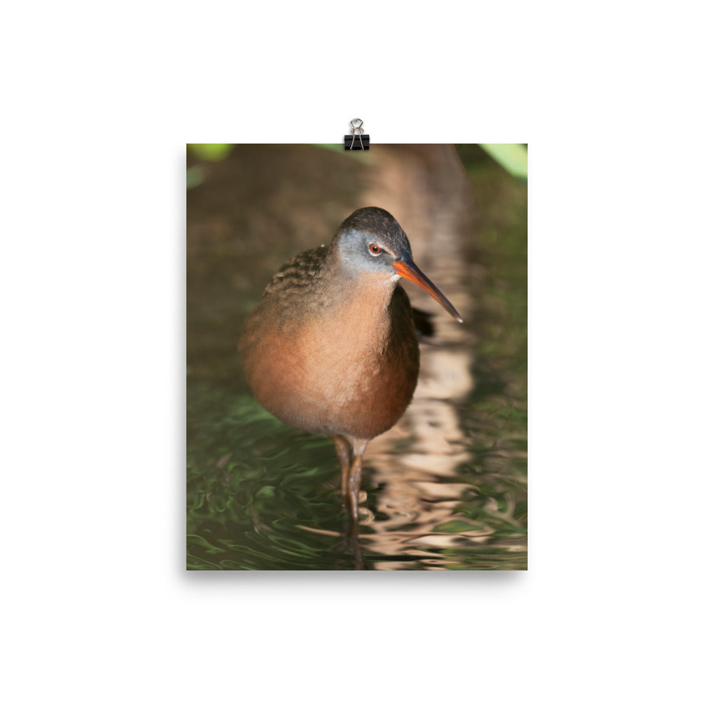Virginia Rail photo print 2