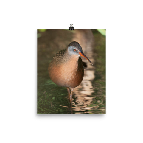 Virginia Rail photo print 2