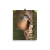 Virginia Rail photo print 2