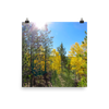 Yellow aspen shine in the sun - print