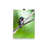 Long-billed Starthroat in profile - print