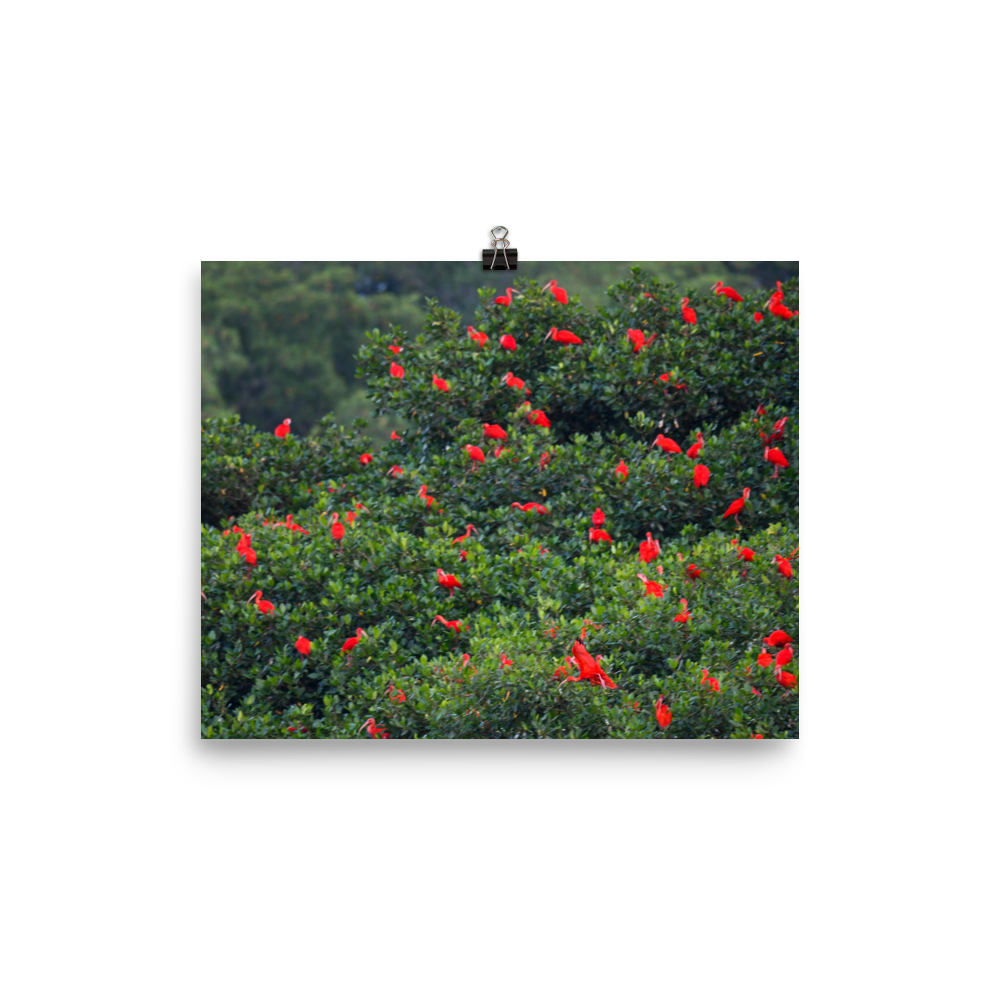 Scarlet Ibis Christmas - print