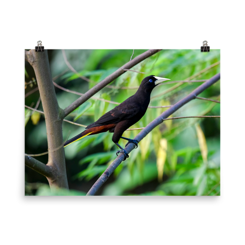 Crested Oropendola - print