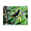Crested Oropendola - print