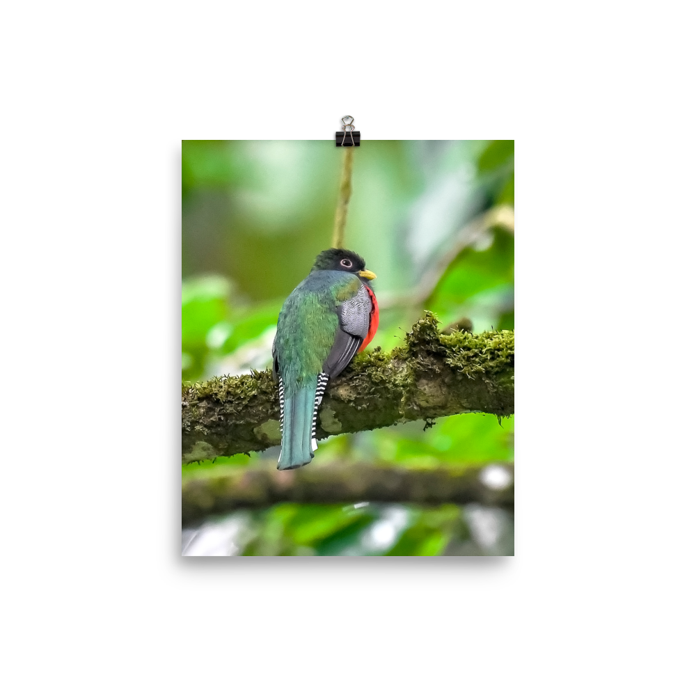 Collared Trogon print