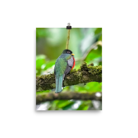 Collared Trogon print