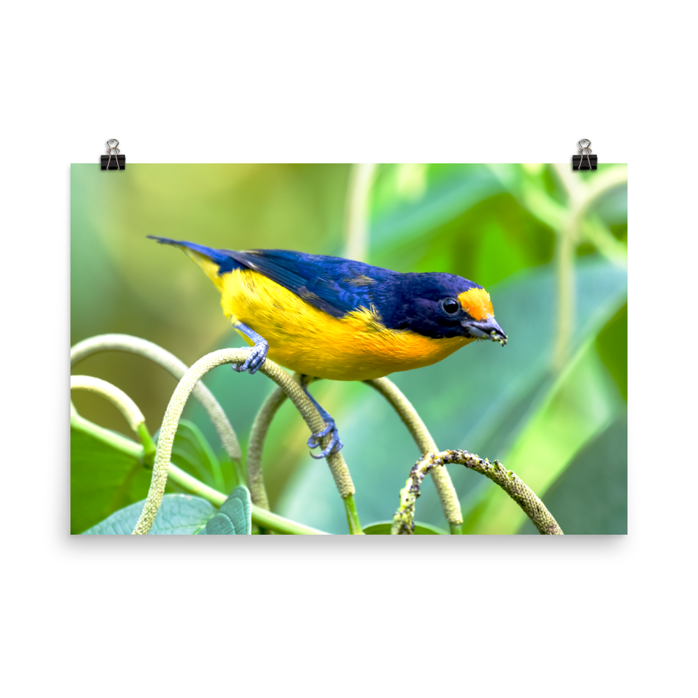 Violaceous Euphonia male - print