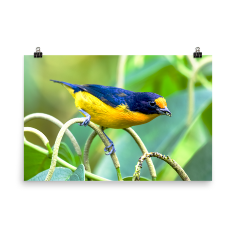 Violaceous Euphonia male - print
