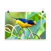 Violaceous Euphonia male - print