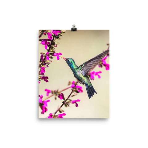 Broad-billed Hummingbird on flowers-print