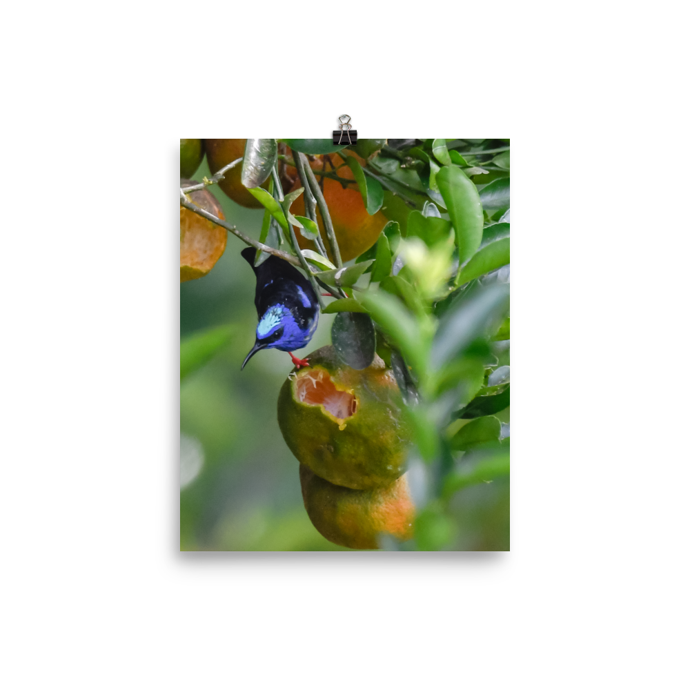 Red-legged Honeycreeper - print